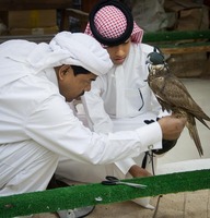 Falcon Vendors in Souq Waqif in Doha, Qatar