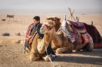 Bedouin boy in Tadmorean Desert II