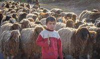 Boy herding sheep, Hama