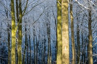 Winter in Frijsenborg forest, Jutland