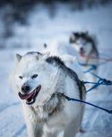 Sled dogs around Kuujjuaq, Canada