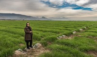 Dynamic Entrpreneur in Her Wheat Fields in Daras, Iran 