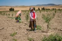 More drought resistant crops are needed due to the reduced precipitation in Tunisia and elsewhere in the Maghreb.