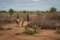 The Omo Valley is getting dryer due to climate and other changes. The hot and dry summers force boys walk further to find grass for their goats in Ethiopia and beyond.