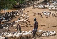 Climate change induced droughts affect livelihoods. The semi-nomadic pastoralists like the Hamer tribe in Ethiopia go to new and far-away areas with their herds in search for pastures and water.