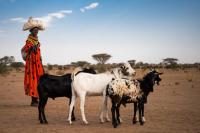 In Kenya, a Turkana woman take her goats to the market to sell in order to pay for school fees for her son. This is because the climate induced drought has wiped out her crops that she used to sell to get money for school fees.