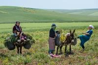 In the spring and due to climate change, rural women in the Rif Mountains in Morocco have to collect more fodder to feed their animals in the dryer summer month than they used to . 
