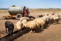 Moroccan pastoralists serve water to their sheep as the waterholes have dried up as a result of reduced rainfall and increased temperatures.
