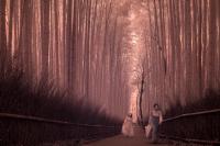 The bamboo Grove in Arashiyama, Japan (Infrared Photography)