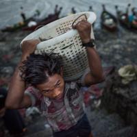 Worker Offloads Fish in Rakhine State, Myanmar