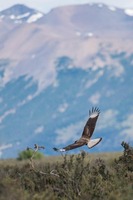 Condor in Glacier National Park