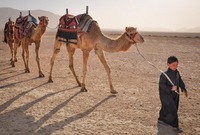 Boy and Camels in Tadmorean Desert