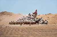 Bedouin woman  in the Tadmorean Desert