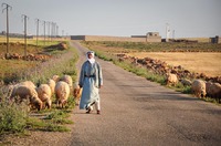 Shepard, Hama