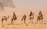 Camels in Wadi Rum