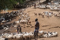 Hamer tribe:   See more in the book: http://www.blurb.com/b/4633120-people-of-the-omo-valley-under-climate-and-other-p