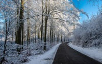 Winter in Frijsenborg forest, Jutland