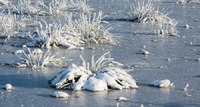 Winter in Frijsenborg forest, Jutland