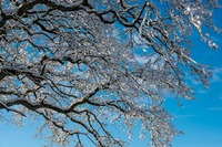 Winter in Frijsenborg forest, Jutland