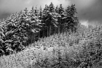 Winter in Frijsenborg forest, Jutland