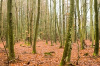 Fall in Frijsenborg forest, Jutland