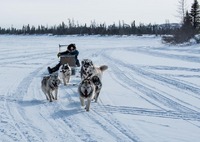 Dog sled around Kuujjuaq, Canada