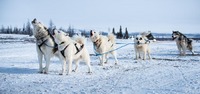 Sled dogs around Kuujjuaq, Canada