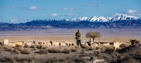 Herders around Maymand, Iran