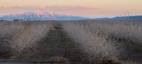 Field at Sunset in Kernan, Iran