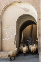 Herder in Nain, Iran