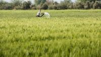 In Morocco, the reduced precipitation is making farmers adapt by irrigating cereal fields that use to be rain-fed.