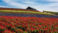 Flower field in Furaro on Hokkaido Island, 
Japan