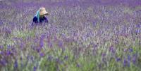 A women working in the lavender field in Biei on Hokkaido, Japan