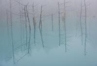 The Blue Pond in Biei, Hokkaido, Japan