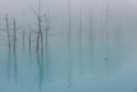 The Blue Pond in Biei, Hokkaido, Japan