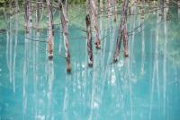 The Blue Pond in Biei, Hokkaido, Japan