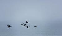 Birds in Abashiri on Northwestern Hokkaido, Japan