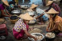 Sorting Fish, Myanmar